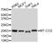 Mitochondrially Encoded Cytochrome C Oxidase II antibody, abx125417, Abbexa, Western Blot image 