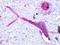 G Protein-Coupled Receptor Class C Group 5 Member B antibody, LS-A413, Lifespan Biosciences, Immunohistochemistry paraffin image 