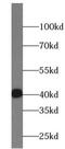 Starch-binding domain-containing protein 1 antibody, FNab08314, FineTest, Western Blot image 