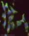 Delta Like Canonical Notch Ligand 4 antibody, ab7280, Abcam, Immunofluorescence image 