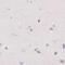 Sperm Acrosome Associated 4 antibody, NBP1-80793, Novus Biologicals, Immunohistochemistry paraffin image 