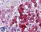 Karyopherin Subunit Alpha 3 antibody, LS-B5341, Lifespan Biosciences, Immunohistochemistry frozen image 