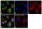 Glucokinase antibody, PA5-15072, Invitrogen Antibodies, Immunofluorescence image 