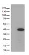 Hes Family BHLH Transcription Factor 1 antibody, NBP1-47791, Novus Biologicals, Western Blot image 