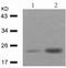 BCL2 Associated Agonist Of Cell Death antibody, TA322770, Origene, Western Blot image 