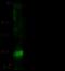 MutS Homolog 5 antibody, 100972-T32, Sino Biological, Western Blot image 