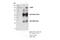 Leucyl-TRNA Synthetase antibody, 35509S, Cell Signaling Technology, Immunoprecipitation image 
