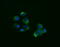 Acetyl-CoA Acyltransferase 2 antibody, LS-C174696, Lifespan Biosciences, Immunofluorescence image 