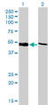 Proteasome 26S Subunit, ATPase 4 antibody, LS-C133417, Lifespan Biosciences, Western Blot image 