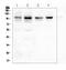 Discs Large MAGUK Scaffold Protein 4 antibody, PB9802, Boster Biological Technology, Flow Cytometry image 