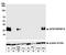 CD357 antibody, A700-068, Bethyl Labs, Western Blot image 