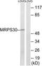 Mitochondrial Ribosomal Protein S30 antibody, TA315118, Origene, Western Blot image 