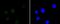 Histone Deacetylase 3 antibody, NBP2-67592, Novus Biologicals, Immunofluorescence image 