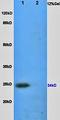 VEGF antibody, orb100964, Biorbyt, Western Blot image 