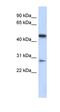 UPF0124 protein C13orf31 homolog antibody, orb325825, Biorbyt, Western Blot image 