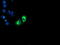 Golgi Membrane Protein 1 antibody, TA504114, Origene, Immunofluorescence image 