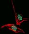 Homeobox protein engrailed-2 antibody, PA5-14363, Invitrogen Antibodies, Immunofluorescence image 