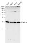 Ribosomal Protein L32 antibody, GTX130214, GeneTex, Western Blot image 