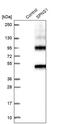 Sphingolipid Transporter 1 (Putative) antibody, PA5-59813, Invitrogen Antibodies, Western Blot image 
