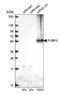 Far Upstream Element Binding Protein 3 antibody, NBP2-14030, Novus Biologicals, Western Blot image 