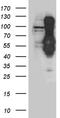 Inner Centromere Protein antibody, TA890129S, Origene, Western Blot image 
