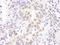 HEXIM P-TEFb Complex Subunit 1 antibody, A303-113A, Bethyl Labs, Immunohistochemistry frozen image 