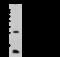 Profilin I antibody, 107394-T40, Sino Biological, Western Blot image 