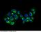 Apolipoprotein A1 antibody, 10686-MM09, Sino Biological, Immunohistochemistry frozen image 