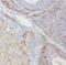Wnt Ligand Secretion Mediator antibody, FNab03601, FineTest, Immunohistochemistry frozen image 