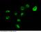 MeCP2 pS421 antibody, 100967-T42, Sino Biological, Immunohistochemistry paraffin image 