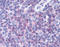 Interferon Induced Transmembrane Protein 1 antibody, TA316913, Origene, Immunohistochemistry frozen image 