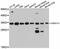 Small Nuclear Ribonucleoprotein Polypeptide A' antibody, A12161, ABclonal Technology, Western Blot image 