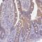 Proline-rich protein 13 antibody, HPA046219, Atlas Antibodies, Immunohistochemistry frozen image 