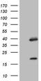 Orthodenticle Homeobox 2 antibody, TA809627, Origene, Western Blot image 