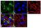 Vesicle Associated Membrane Protein 4 antibody, GTX23348, GeneTex, Immunofluorescence image 