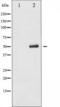 p53 antibody, TA325956, Origene, Western Blot image 