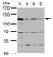 DNA replication licensing factor MCM6 antibody, PA5-35923, Invitrogen Antibodies, Western Blot image 