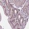 Chromobox 6 antibody, HPA048653, Atlas Antibodies, Immunohistochemistry frozen image 