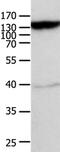 ATP Binding Cassette Subfamily C Member 5 antibody, PA5-50520, Invitrogen Antibodies, Western Blot image 