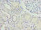 Nucleoporin-like protein 2 antibody, A63062-100, Epigentek, Immunohistochemistry paraffin image 