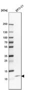 C-X-C Motif Chemokine Ligand 8 antibody, HPA057179, Atlas Antibodies, Western Blot image 