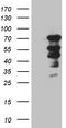 RNA polymerase II elongation factor ELL antibody, LS-C795628, Lifespan Biosciences, Western Blot image 