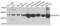 Branched Chain Keto Acid Dehydrogenase E1 Subunit Alpha antibody, PA5-76434, Invitrogen Antibodies, Western Blot image 