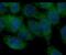 Bone Morphogenetic Protein 7 antibody, FNab00920, FineTest, Immunofluorescence image 