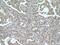 CCAAT Enhancer Binding Protein Beta antibody, 66649-1-Ig, Proteintech Group, Immunohistochemistry frozen image 
