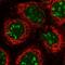 DTW Domain Containing 1 antibody, HPA042214, Atlas Antibodies, Immunofluorescence image 