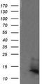 D-Dopachrome Tautomerase antibody, TA505591S, Origene, Western Blot image 