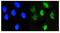 Nuclear factor 1 A-type antibody, M03531, Boster Biological Technology, Immunofluorescence image 