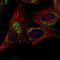 Mitochondrial Fission Regulator 1 Like antibody, HPA027130, Atlas Antibodies, Immunofluorescence image 