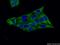Autophagy protein 5 antibody, 60061-1-Ig, Proteintech Group, Immunofluorescence image 